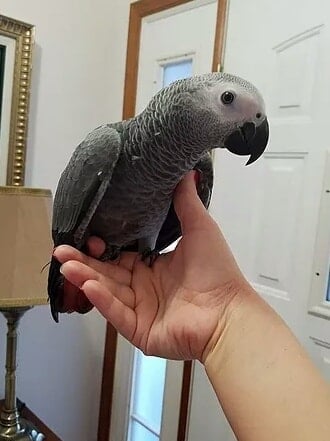 Adorable  parrots looking for a good and caring home.