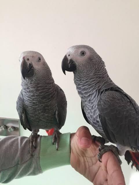 Parrots looking for a good and caring home.