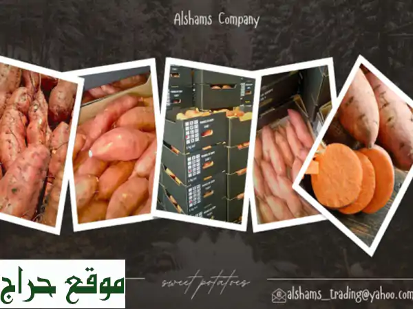 hello we're alshams company <br/>we're global exporter and supplier of #sweet potatoes <br/>we're bulk ...