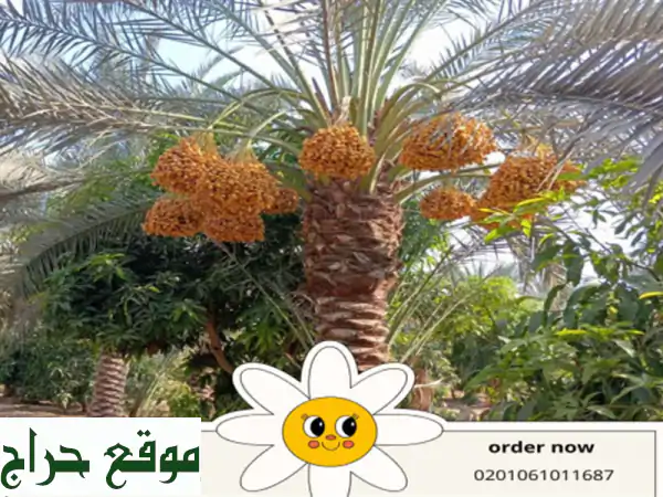 we are alshams for general import and export . <br/>we can supply all kinds of agricultural products ...