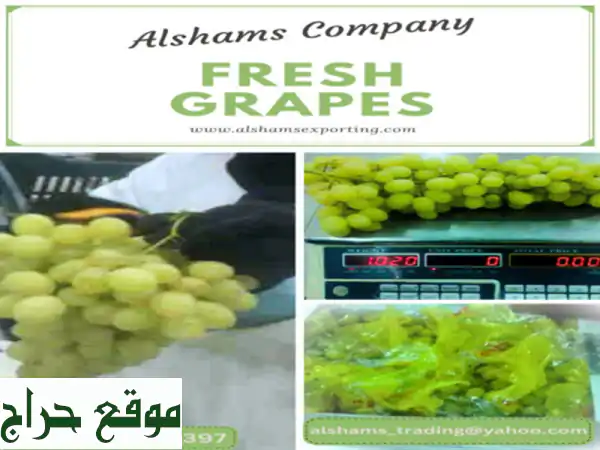 hello we're alshams company <br/>we're global exporter and supplier of #fresh grapes...