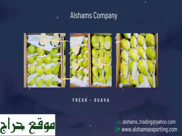 hello we're alshams company <br/>we're global exporter and supplier of #fresh guava <br/>we're bulk ...