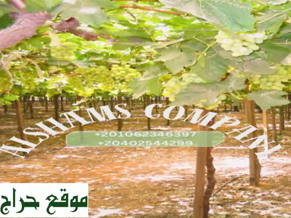 hello we're alshams company <br/>we're global exporter and supplier of #fresh grapes <br/>we're bulk ...