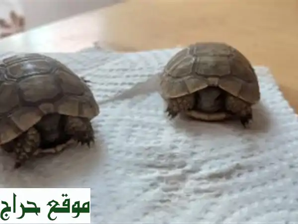 Torture, turtle, سلحفاة ، فكرون