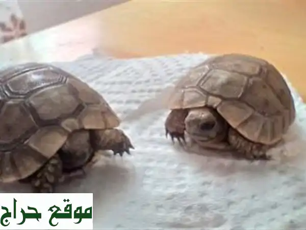 Torture, turtle, سلحفاة ، فكرون