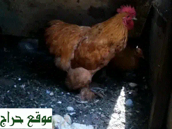 دجاج كوشن عملاق للبيع