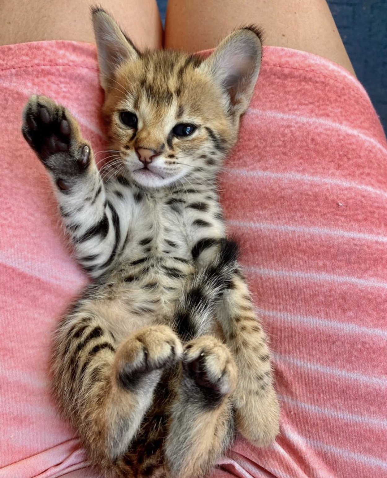 F1 and F2 Savannah kittens are available for sale 