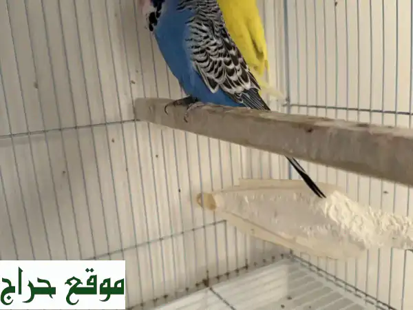 English Budgies