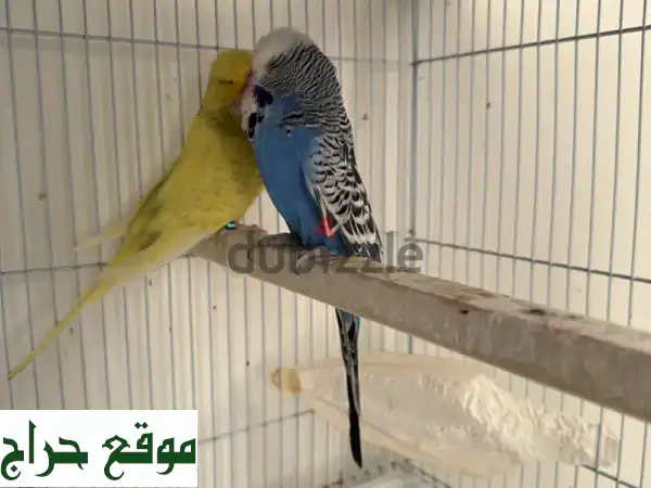 English Budgies