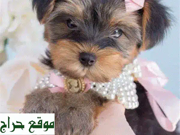 Yorkshire Terrier Mini Dog كلاب puppy