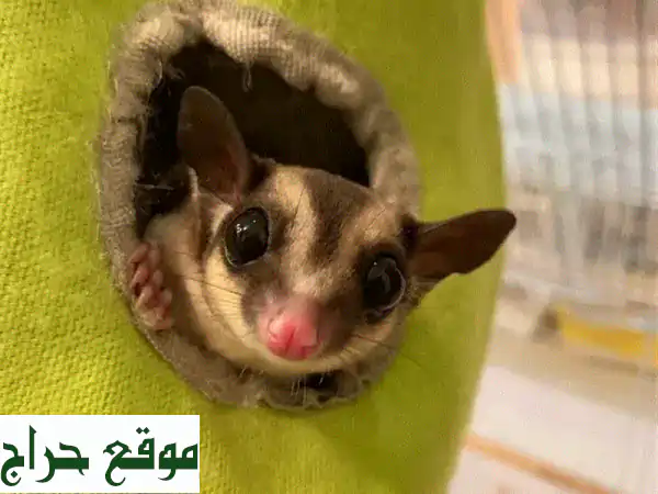 sugar glider for sale