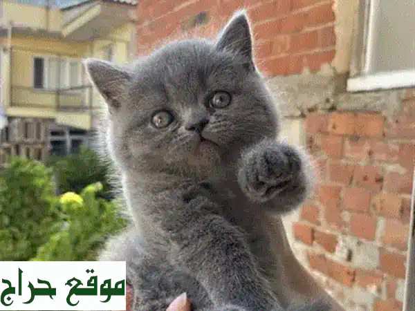 British Shorthair Kitten u002 F Cat قط