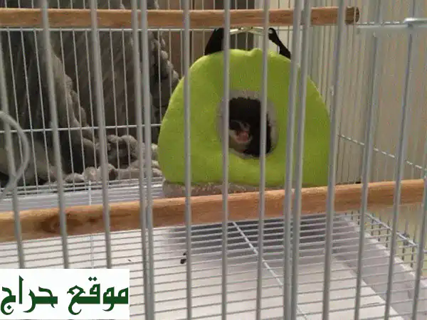 sugar glider for sale