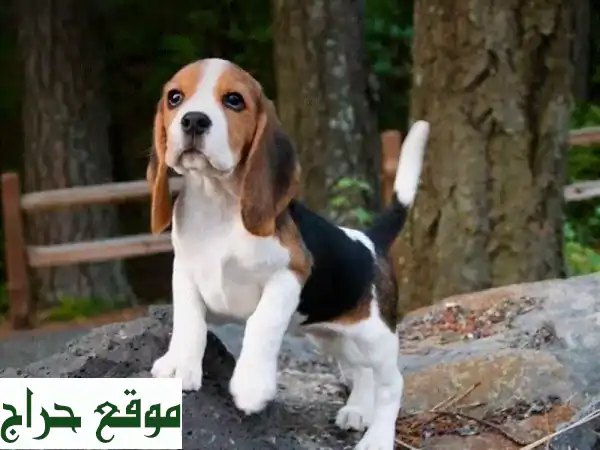 Beagle u002 Fكلاب offer dogs