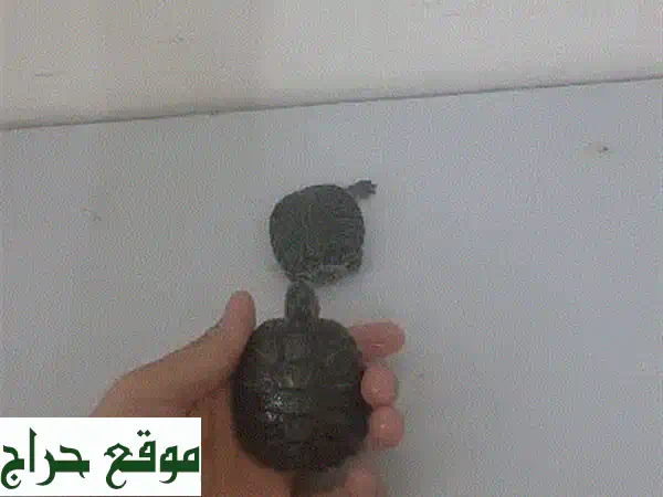 baby turtle with free food with  (aquarium 10 bd)