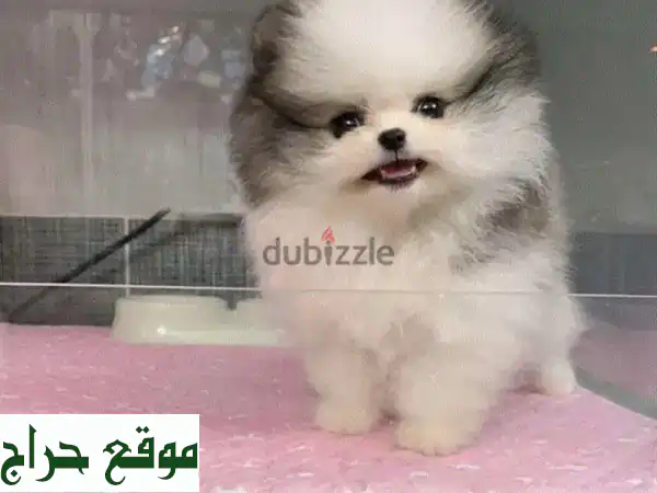 Imported Teacup Pomeranian puppy Bicolor pure breed delivery كلاب