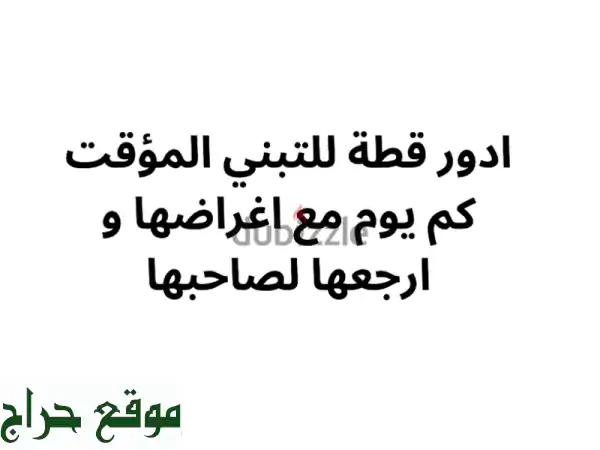 قطة صغيره للتبني المؤقت لفترة ايام قليلة