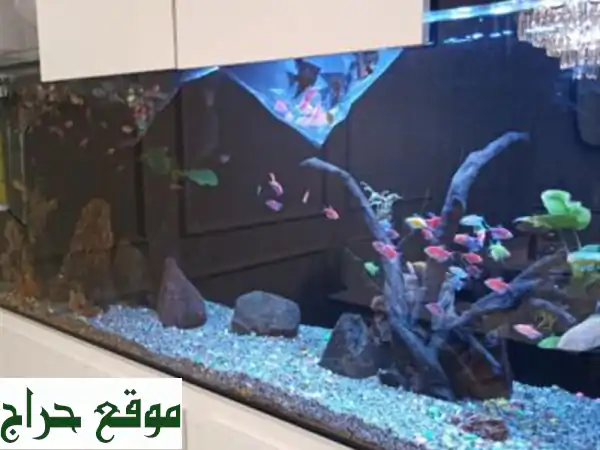 Conception d'aquarium, Equipements, Poissons et Entretien