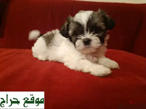 2 month old shih tzu