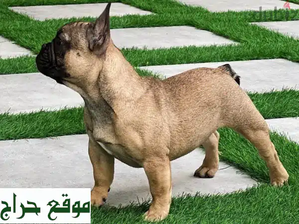 French Bulldog Puppy