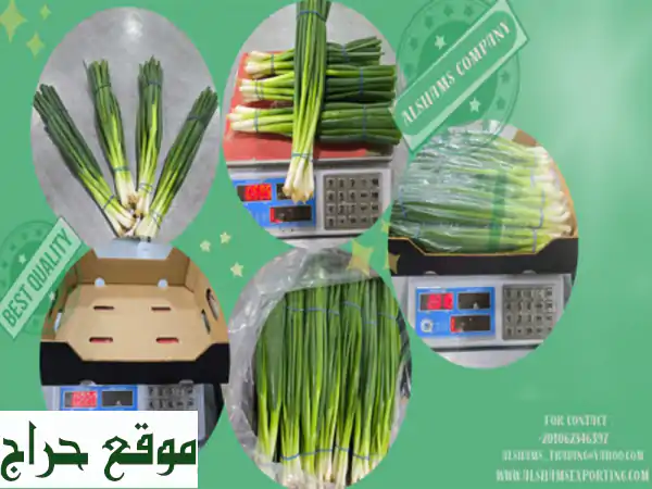 Spring Onion