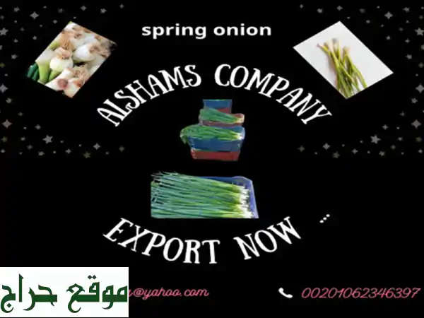 Spring Onion