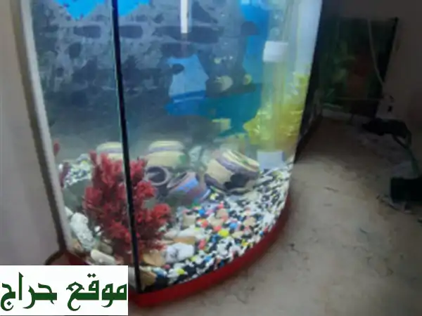 Aquarium 40 litre avec Poissons et accessoires complet