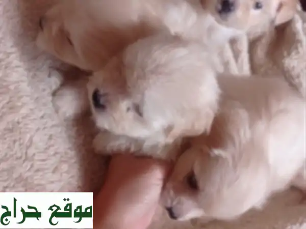 Bichon maltais nain pure race