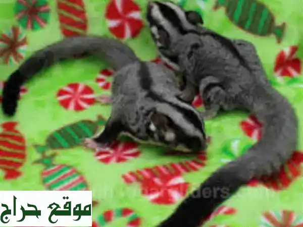 Sugar glider for sale