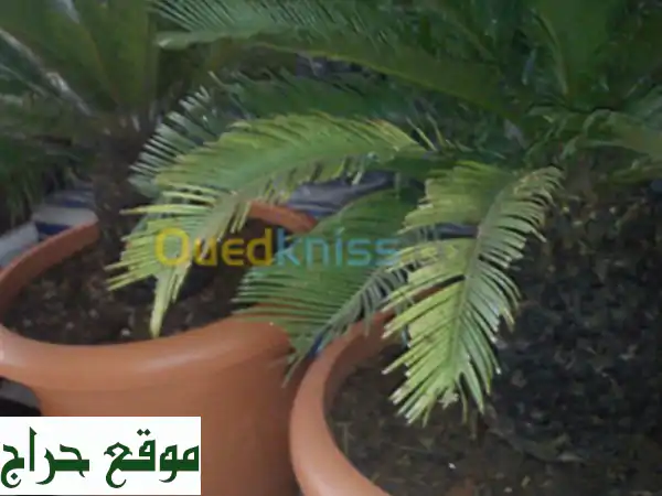 CYCAS