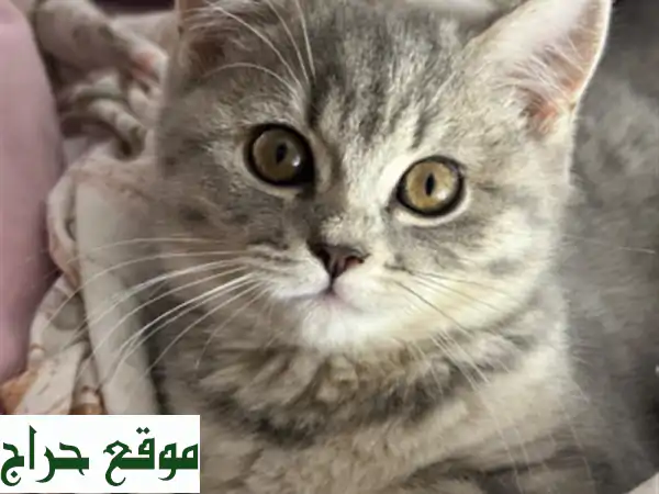 Chaton british shorthair femelle