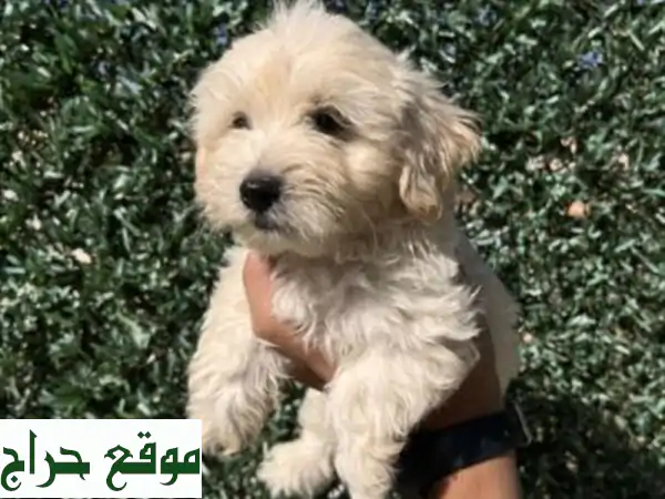 Chiot caniche bichon havanais