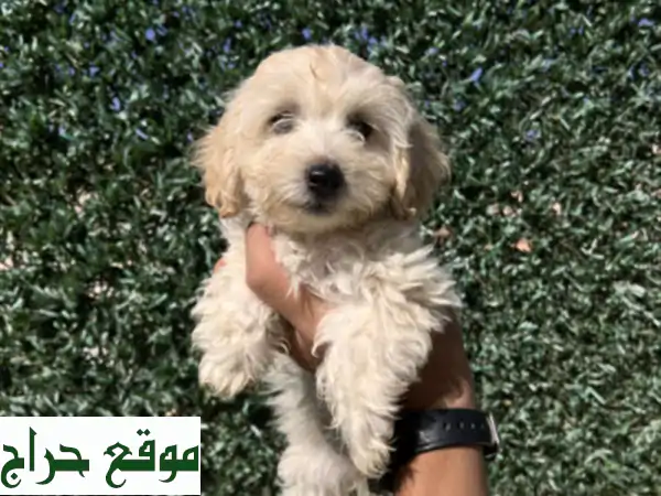 Chiot caniche bichon havanais