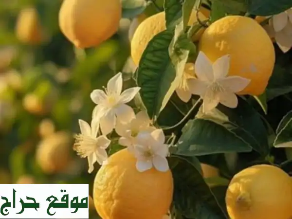 صابون الليمون au citron