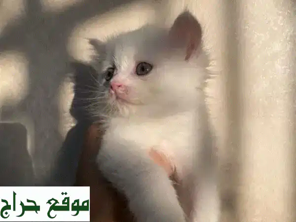 Pure Persian Kitten