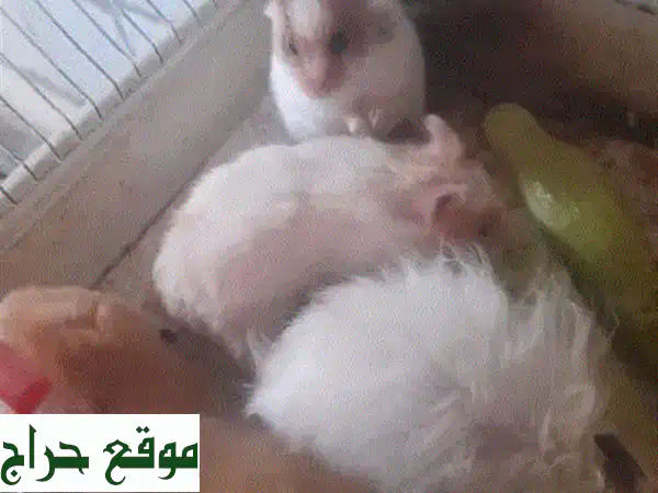 هامسترز فروية ورائعة للبيع - حيوانات أليفة!