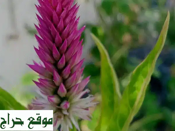 أزهار الأمارانث الوردية الجميلة - توصيل مجاني فوق...