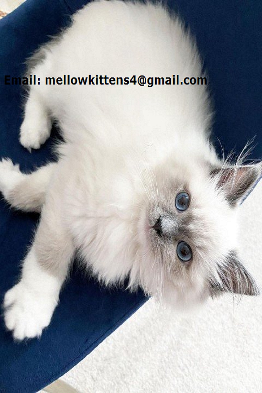 Playful and Trained Ragdoll Kittens Ready