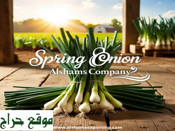 spring onion