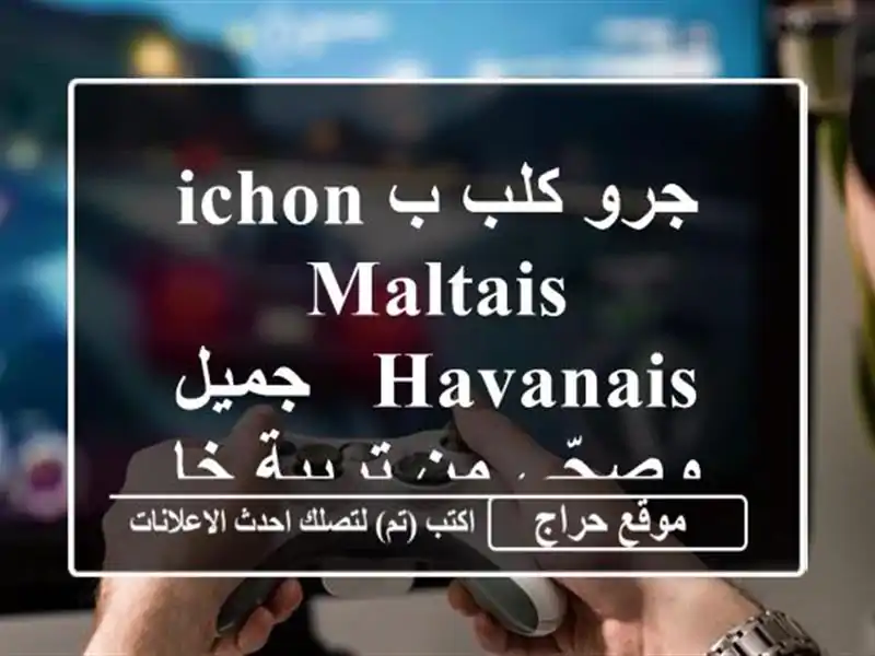 جرو كلب بichon maltais Havanais  -  جميل وصحّي من تربية خاصة!