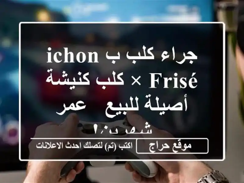 جراء كلب بichon frisé × كلب كنیشة أصيلة للبيع - عمر شهرين!