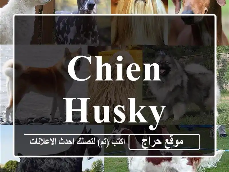 Chien husky