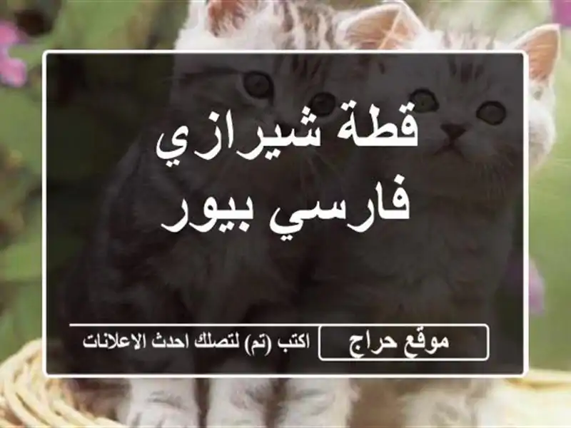 قطة شيرازي فارسي بيور