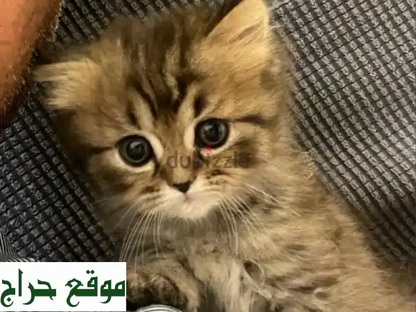 2 Months Old Persian Kittens for Sale