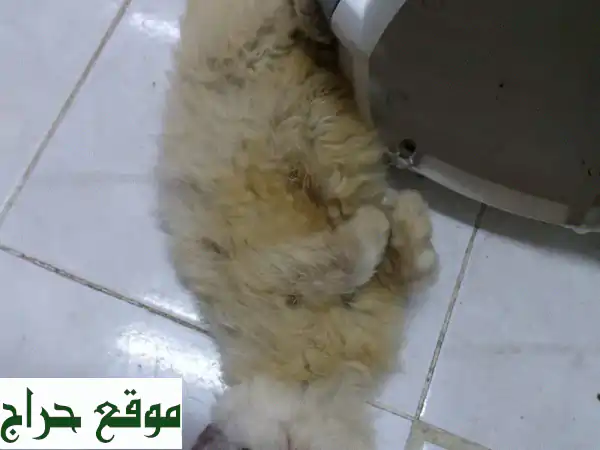 PERSIAN KITTENS 3 MONTHS AGE