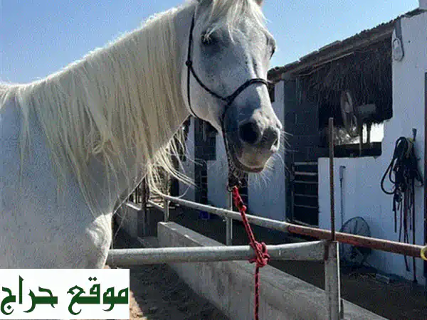 حصان عربي مخصي جميل هادي و اطباعه ممتازه Horse to ride for sale