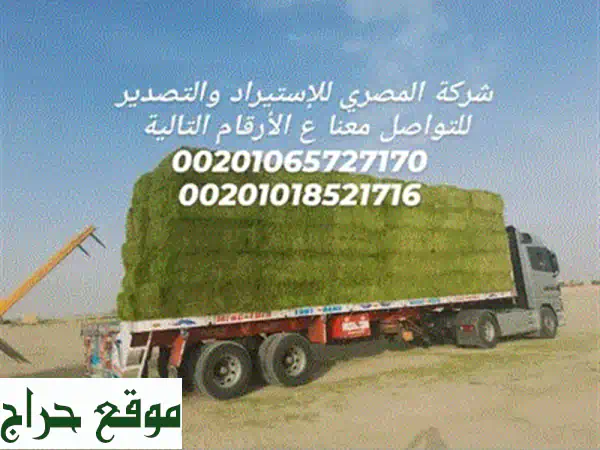 برسيم حجازي مصري للتصدير