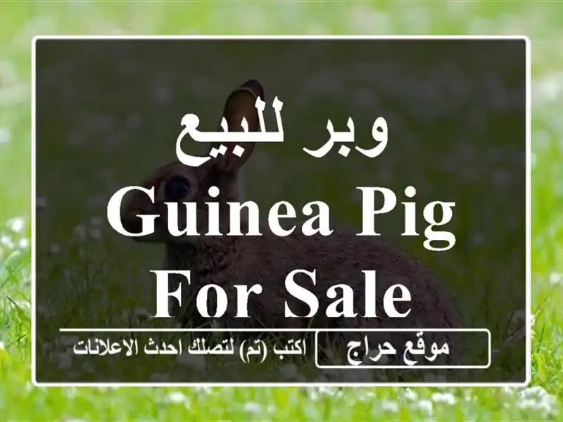 وبر للبيع Guinea pig for sale