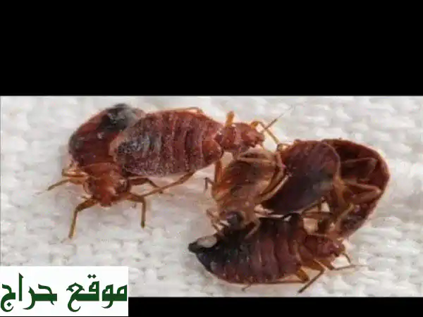 شركة مكافحة حشرات ورش الصراصير وبق الفرش في جدة