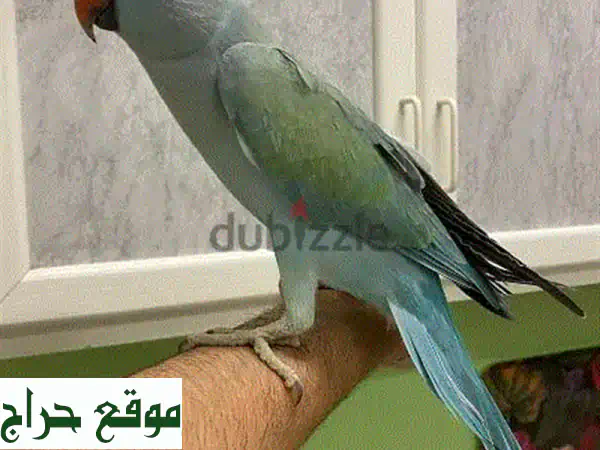 For Sale Blue Bimittu Female Parrot